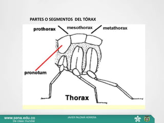PARTES O SEGMENTOS DEL TÓRAX
JAVIER PALOMÁ HERRERA
 