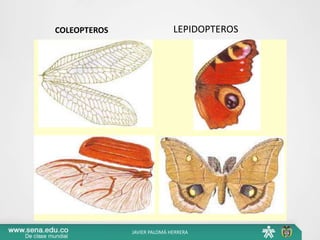 COLEOPTEROS LEPIDOPTEROS
JAVIER PALOMÁ HERRERA
 