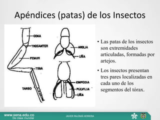 Apéndices (patas) de los Insectos
• Las patas de los insectos
son extremidades
articuladas, formadas por
artejos.
• Los insectos presentan
tres pares localizadas en
cada uno de los
segmentos del tórax.
JAVIER PALOMÁ HERRERA
 