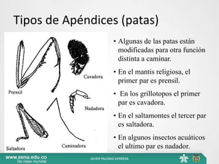 Tipos de Apéndices (patas)
• Algunas de las patas están
modificadas para otra función
distinta a caminar.
• En el mantis religiosa, el
primer par es prensil.
• En los grillotopos el primer
par es cavadora.
• En el saltamontes el tercer par
es saltadora.
• En algunos insectos acuáticos
el ultimo par es nadador.
JAVIER PALOMÁ HERRERA
 