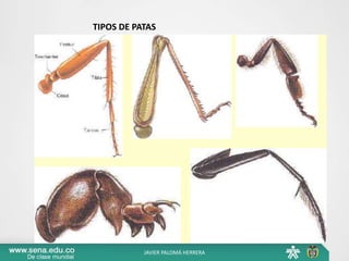 TIPOS DE PATAS
JAVIER PALOMÁ HERRERA
 