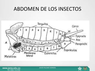ABDOMEN DE LOS INSECTOS
JAVIER PALOMÁ HERRERA
 