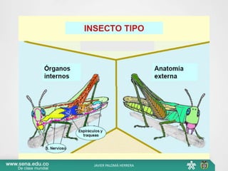 JAVIER PALOMÁ HERRERA
 