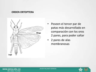 ORDEN ORTOPTERA
• Poseen el tercer par de
patas más desarrollado en
comparación con los oros
2 pares, para poder saltar
• 2 pares de alas
membranosas
JAVIER PALOMÁ HERRERA
 