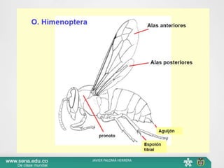 JAVIER PALOMÁ HERRERA
 