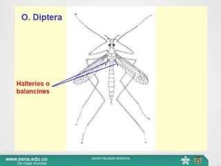 JAVIER PALOMÁ HERRERA
 