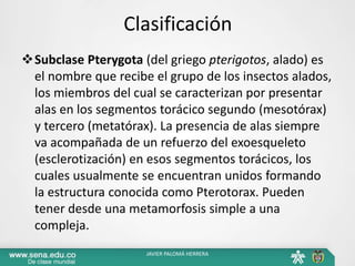 Clasificación
Subclase Pterygota (del griego pterigotos, alado) es
el nombre que recibe el grupo de los insectos alados,
los miembros del cual se caracterizan por presentar
alas en los segmentos torácico segundo (mesotórax)
y tercero (metatórax). La presencia de alas siempre
va acompañada de un refuerzo del exoesqueleto
(esclerotización) en esos segmentos torácicos, los
cuales usualmente se encuentran unidos formando
la estructura conocida como Pterotorax. Pueden
tener desde una metamorfosis simple a una
compleja.
JAVIER PALOMÁ HERRERA
 