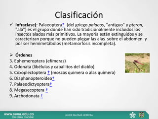 Clasificación
 Infraclase): Palaeoptera* (del griego palaeos, "antiguo" y pteron,
"ala") es el grupo donde han sido tradicionalmente incluidos los
insectos alados más primitivos. La mayoría están extinguidos y se
caracterizan porque no pueden plegar las alas sobre el abdomen y
por ser hemimetábolos (metamorfosis incompleta).
 Órdenes
3. Ephemeroptera (efímeras)
4. Odonata (libélulas y caballitos del diablo)
5. Coxoplectoptera † (moscas quimera o alas quimera)
6. Diaphanopteroidea†
7. Palaeodictyoptera†
8. Megasecoptera †
9. Archodonata †
JAVIER PALOMÁ HERRERA
 