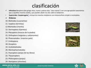 clasificación
 Infraclase:Neoptera (del griego neos, nuevo y pteros alas; "alas nuevas") son una agrupación taxonómica
que a aquéllos insectos alados, que pueden abatir las alas sobre el abdomen.
• Superorden Exopterygota*, incluye los insectos neópteros con metamorfosis simple o incompleta.
 Órdenes
10. Blattodea (cucarachas)
11. Isoptera (termitas)
12.Mantodea (mantis)
13. Dermaptera (tijeretas)
14. Plecoptera (moscas de la piedra)
15. Orthoptera langostas y saltamontes)
16. Phasmatodea (insectos palo)
17. Embioptera
18. Zoraptera
19. Grylloblattodea
20. Mantophasmatodea
21. Psocoptera (piojos de los libros)
22. Thysanoptera
23. Phthiraptera (piojos)
24. Hemiptera (chinches)
JAVIER PALOMÁ HERRERA
 
