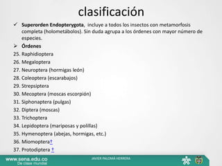 clasificación
 Superorden Endopterygota, incluye a todos los insectos con metamorfosis
completa (holometábolos). Sin duda agrupa a los órdenes con mayor número de
especies.
 Órdenes
25. Raphidioptera
26. Megaloptera
27. Neuroptera (hormigas león)
28. Coleoptera (escarabajos)
29. Strepsiptera
30. Mecoptera (moscas escorpión)
31. Siphonaptera (pulgas)
32. Diptera (moscas)
33. Trichoptera
34. Lepidoptera (mariposas y polillas)
35. Hymenoptera (abejas, hormigas, etc.)
36. Miomoptera†
37. Protodiptera †
JAVIER PALOMÁ HERRERA
 