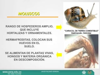 RANGO DE HOSPEDEROS AMPLIO,
QUE INCLUYE
HORTALIZAS Y ORNAMENTALES.
HERMAFRODITAS, COLOCAN SUS
HUEVOS EN EL
SUELO.
SE ALIMENTAN DE PLANTAS VIVAS,
HONGOS Y MATERIA ORGÁNICA
EN DESCOMPOSICIÓN.
MOLUSCOS
JAVIER PALOMÁ HERRERA
 