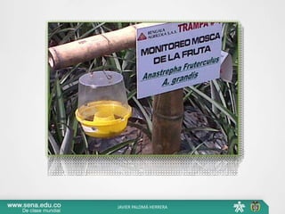 JAVIER PALOMÁ HERRERA
 