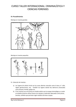 CURSO TALLER INTERNACIONAL: CRIMINALÍSTICA Y 
CIENCIAS FORENSES 
Mg. Cecilia Maihuay C. Página 2 
III.-Procedimientos 
Montaje en insectos grandes 
Montaje en insectos pequeños 
IV.- Colección de insectos:- 
a) Los lugares de colecta inicial son las zonas abiertas naturales como la boca, el oído, región genitourinaria, ano. También los lugares donde hay aberturas provocadas como lesiones, heridas, golpes etc. 
b) Si los insectos ya se encuentra en estadio adulto usar la manga entomológica y si están en estadios larvarios utilizar frascos con equipos y materiales adecuados como pinzas, lancetas, estiletes que permitan coger estadios de larvas o pupas.  