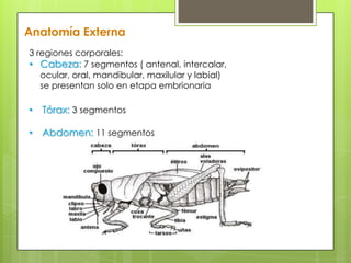 Anatomía Externa
3 regiones corporales:
• Cabeza: 7 segmentos ( antenal, intercalar,
ocular, oral, mandibular, maxilular y labial)
se presentan solo en etapa embrionaria

• Tórax: 3 segmentos
• Abdomen: 11 segmentos

 
