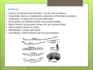 Antenas
•
•
•
•
•
•
•
•

Clava: incrementa el tamaño, va de mas a menos
Capitada: tiene un segmento redondo al final de la antena
Aserrada: un lado liso y el otro dentado
Pectinada: los dientes están muy proyectados
Bipectinada: las proyecciones son en ambos lados
Heniculada: tiene un codo
Flabelada: cuerpo principal
Lamelada: característica de los escarabajos

 