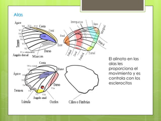 Alas

El alinoto en las
alas les
proporciona el
movimiento y es
controla con los
esclerocitos

 