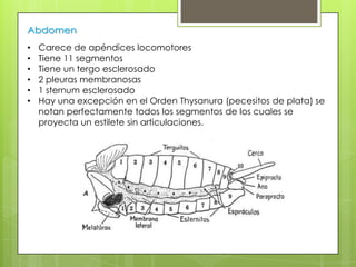 Abdomen
•
•
•
•
•
•

Carece de apéndices locomotores
Tiene 11 segmentos
Tiene un tergo esclerosado
2 pleuras membranosas
1 sternum esclerosado
Hay una excepción en el Orden Thysanura (pecesitos de plata) se
notan perfectamente todos los segmentos de los cuales se
proyecta un estilete sin articulaciones.

 