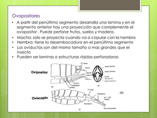 Ovopositores
• A partir del penúltimo segmento desarrolla una lamina y en el
segmento anterior hay una proyección que complemente el
ovopositor . Puede perforar frutos, suelos y madera.
• Macho: solo se proyecta cuando va a copular con la hembra
• Hembra: tiene la desembocadura en el penúltimo segmento
• Los oviductos son del mismo tamaño o mas grandes que el
insecto
• Pueden ser laminas o estructuras rígidas perforadoras

 