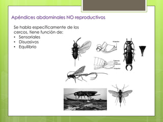Apéndices abdominales NO reproductivos
Se habla específicamente de los
cercos, tiene función de:
• Sensoriales
• Disuasivos
• Equilibrio

 