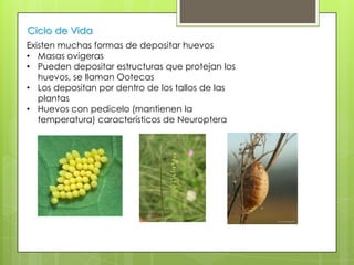 Ciclo de Vida
Existen muchas formas de depositar huevos
• Masas ovigeras
• Pueden depositar estructuras que protejan los
huevos, se llaman Ootecas
• Los depositan por dentro de los tallos de las
plantas
• Huevos con pedicelo (mantienen la
temperatura) característicos de Neuroptera

 