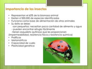 Importancia de los insectos
Representan el 65% de la biomasa animal
Existen 6´000,000 de especies identificadas
Funciona como base de alimentación de otros animales
Su éxito se debe:
-son pequeños: necesitan poca cantidad de alimento y agua
- pueden encontrar refugio fácilmente
-tienen esqueleto quitinoso que les proporcionan
(impermeabilidad, resistencia física y resistencia química)
• Prolíficos
• Metamórficos
• Capacidad de vuelo
• Plasticidad genética
•
•
•
•

 