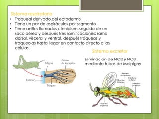 Sistema respiratorio
• Traqueal derivado del ectodermo
• Tiene un par de espiráculos por segmento
• Tiene anillos llamados ctenidium, seguido de un
saco aéreo y después tres ramificaciones: rama
dorsal, visceral y ventral, después tráqueas y
traqueolas hasta llegar en contacto directo a las
células.

Sistema excretor

Eliminación de NO2 y NO3
mediante tubos de Malpighy

 