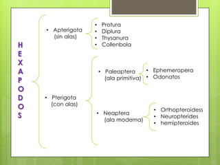 • Apterigota
(sin alas)

H
E
X
A
P
O
D
O
S

•
•
•
•

Protura
Diplura
Thysanura
Collenbola

• Ephemeropera
• Paleaptera
(ala primitiva) • Odonatos
• Pterigota
(con alas)
• Neaptera
(ala moderna)

• Orthopteroidess
• Neuropterides
• hemipteroides

 