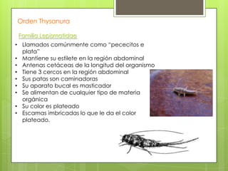 Orden Thysanura
Familia Lepismatidae
• Llamados comúnmente como “pececitos e
plata”
• Mantiene su estilete en la región abdominal
• Antenas cetáceas de la longitud del organismo
• Tiene 3 cercos en la región abdominal
• Sus patas son caminadoras
• Su aparato bucal es masticador
• Se alimentan de cualquier tipo de materia
orgánica
• Su color es plateado
• Escamas imbricadas lo que le da el color
plateado.

 