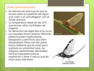 Orden Ephemeroptera
• Se reproducen por huevos que se
lanzan sobre la superficie del agua
que caen y se camuflagean con el
fondo arenoso
• La temperatura debe ser de 15°C
que reúnen altas cantidades de
oxigeno
• Se alimentan de algas fijas a las rocas
• Los nayades tienen antenas filiformes,
piezas bucales masticadoras,
hipognatas y primitivas, ojos bien
desarrollado, tórax con tres patas
hacia adelante que le sirven para
sujetarse en corrientes fuere, los
estigmas abdominales desarrollan
laminas traqueales para la
respiración y tiene 3 cercos que les
sirven para orientarse

 
