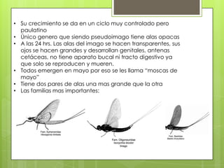 • Su crecimiento se da en un ciclo muy controlado pero
paulatino
• Único genero que siendo pseudoimago tiene alas opacas
• A las 24 hrs. Las alas del imago se hacen transparentes, sus
ojos se hacen grandes y desarrollan genitales, antenas
cetáceas, no tiene aparato bucal ni tracto digestivo ya
que solo se reproducen y mueren.
• Todos emergen en mayo por eso se les llama “moscas de
mayo”
• Tiene dos pares de alas una mas grande que la otra
• Las familias mas importantes:

 
