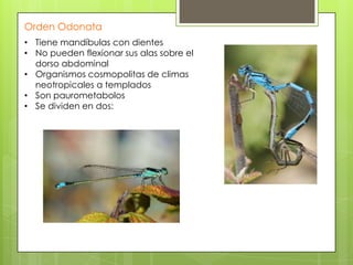 Orden Odonata
• Tiene mandíbulas con dientes
• No pueden flexionar sus alas sobre el
dorso abdominal
• Organismos cosmopolitas de climas
neotropicales a templados
• Son paurometabolos
• Se dividen en dos:

 