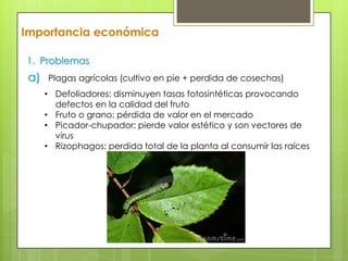 Importancia económica
1. Problemas

a)

Plagas agrícolas (cultivo en pie + perdida de cosechas)
• Defoliadores: disminuyen tasas fotosintéticas provocando
defectos en la calidad del fruto
• Fruto o grano: pérdida de valor en el mercado
• Picador-chupador: pierde valor estético y son vectores de
virus
• Rizophagos: perdida total de la planta al consumir las raíces

 