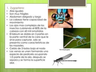 1. Zygoptera:
•
•
•
•
•
•

•
•

Alas iguales
Son muy frágiles
Abdomen delgado y largo
La cabeza tiene capacidad de
movimiento
Los ojos mas complejos de los
insectos cubriendo el 80% de la
cabeza con 60 mil omatidias
El labium se dobla en 3 partes en
la parte ventral de la cara que le
sirve para capturar, solo se
presenta como características de
los nayades.
Celda de 3 lados bajo el nodo
Las venas se unen formando una
especie de pedicelo ocupando
1/5 parte de la ala, después se
separa y se forma la superficie
alar.

 