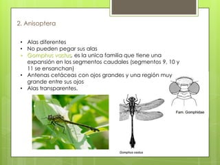 2. Anisoptera
• Alas diferentes
• No pueden pegar sus alas
• Gomphus vastus, es la unica familia que tiene una
expansión en los segmentos caudales (segmentos 9, 10 y
11 se ensanchan)
• Antenas cetáceas con ojos grandes y una región muy
grande entre sus ojos
• Alas transparentes.

 