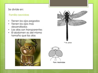 Se divide en:
Familia aesnidae
• Tienen los ojos pegados
• Tienen los ojos mas
desarrollados
• Las alas son transparentes
• El abdomen es del mismo
tamaño que las alas

 
