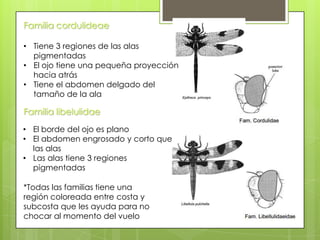 Familia cordulideae
• Tiene 3 regiones de las alas
pigmentadas
• El ojo tiene una pequeña proyección
hacia atrás
• Tiene el abdomen delgado del
tamaño de la ala

Familia libelulidae
• El borde del ojo es plano
• El abdomen engrosado y corto que
las alas
• Las alas tiene 3 regiones
pigmentadas
*Todas las familias tiene una
región coloreada entre costa y
subcosta que les ayuda para no
chocar al momento del vuelo

 