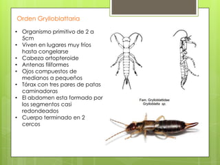 Orden Grylloblattaria
• Organismo primitivo de 2 a
5cm
• Viven en lugares muy fríos
hasta congelarse
• Cabeza ortopteroide
• Antenas filiformes
• Ojos compuestos de
medianos a pequeños
• Tórax con tres pares de patas
caminadoras
• El abdomen esta formado por
los segmentos casi
redondeados
• Cuerpo terminado en 2
cercos

 