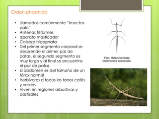 Orden phasmida
• Llamados comúnmente “insectos
palo”
• Antenas filiformes
• aparato masticador
• Cabeza hipognata
• Del primer segmento corporal se
desprende el primer par de
patas, el segundo segmento es
muy largo y al final se encuentra
el par de patas.
• El abdomen es del tamaño de un
tórax normal
• Herbívoros d todos los tonos cafés
y verdes
• Viven en regiones arbustivas y
pastizales

 