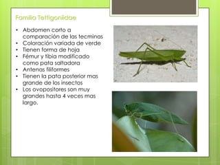Familia Tettigoniidae
• Abdomen corto a
comparación de las tecminas
• Coloración variada de verde
• Tienen forma de hoja
• Fémur y tibia modificado
como pata saltadora
• Antenas filiformes
• Tienen la pata posterior mas
grande de los insectos
• Los ovopositores son muy
grandes hasta 4 veces mas
largo.

 