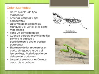 Orden Mantodea
• Piezas bucales de tipo
masticador
• Antenas filiformes y ojos
compuestos
• La forma de la cabeza es
triangular y el vertex es la parte
mas amplia
• Tiene un cérvix delgado
• Cuando detecta movimiento fija
primero la cabeza y
posteriormente gira el cuerpo
para cazar
• El primero de los segmentos es
corto, el segundo largo y el
tercero llega hasta la parte de
debajo del abdomen
• Las patas prensoras están muy
cerca de la cabeza

 