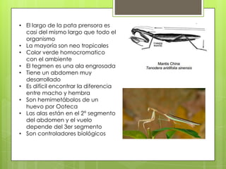 • El largo de la pata prensora es
casi del mismo largo que todo el
organismo
• La mayoría son neo tropicales
• Color verde homocromatico
con el ambiente
• El tegmen es una ala engrosada
• Tiene un abdomen muy
desarrollado
• Es difícil encontrar la diferencia
entre macho y hembra
• Son hemimetábolos de un
huevo por Ooteca
• Las alas están en el 2° segmento
del abdomen y el vuelo
depende del 3er segmento
• Son controladores biológicos

 