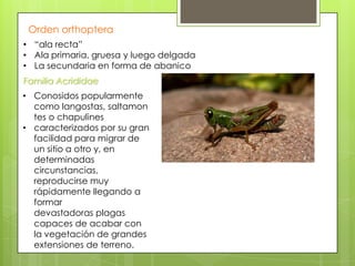 Orden orthoptera
• “ala recta”
• Ala primaria, gruesa y luego delgada
• La secundaria en forma de abanico
Familia Acrididae
• Conosidos popularmente
como langostas, saltamon
tes o chapulines
• caracterizados por su gran
facilidad para migrar de
un sitio a otro y, en
determinadas
circunstancias,
reproducirse muy
rápidamente llegando a
formar
devastadoras plagas
capaces de acabar con
la vegetación de grandes
extensiones de terreno.

 
