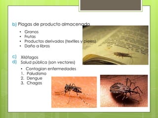 b) Plagas de producto almacenado
•
•
•
•

Granos
Frutas
Productos derivados (textiles y pieles)
Daño a libros

c) Xilófagos
d) Salud pública (son vectores)
•
1.
2.
3.

Contagian enfermedades
Paludismo
Dengue
Chagas

 