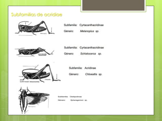 Subfamilias de acridiae

 