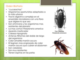 Orden Blattaria
• “cucarachas”
• Organismos oportunistas adaptados a
la vida urbana
• Tracto digestivo complejo en el
ensamble microbiano con una flora
que digiere lo que sea
• Son omnívoros y los organismos mas
resistentes del planeta
• La mas común Periplaneta america
• Aparato masticador
• Cabeza hipognata
• Antenas filiformes del doble de largo
del organismo
• Color amarilla-marrón oscuro
• El tegmen mas engrosado de color
marrón oscuro que cubren el abdomen
• Son voladores
• Son muy resistentes
• Tienen espinas en las patas

 