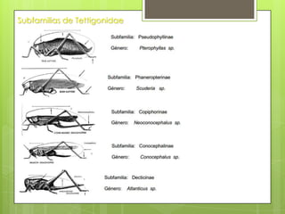 Subfamilias de Tettigonidae

 