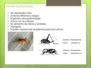 Familia Gryllacrididae
•
•
•
•
•
•
•

No desarrollan alas
Antenas filiformes y largas
El genero stenopelmatidae
Cava con la cabeza
Se alimenta de raíces y anélidos
Hipogeos
Pueden representar problemas para los cultivos

 