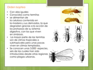 Orden Isoptea
• Con alas iguales
• Conocidos como termitas
• se alimentan de
la celulosa contenida en
la madera y sus derivados, la que
degradan gracias a la acción de
los protozoos de su sistema
digestivo, con los que viven
en simbiosis.
• La mayor parte de las termitas
son de climas tropicales o
subtropicales pero unas pocas
viven en climas templados.
• Se conocen unas 3.0001 especies,
seis de las cuales han sido
introducidas desde otras regiones
como plagas urbanas.

 
