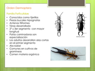 Orden Dermaptera
Familia Forficulidae
•
•
•
•
•
•
•

•
•
•

Conocidos como tijerillas
Piezas bucales hipognatas
Antenas filiformes
Tórax desarrollado
2° y 3er segmento con mayor
longitud
Patas caminadoras son
especialización
Los adultos desarrollan alas cortas
en el primer segmento
Ala radial
Comunes en cultivos de
gramíneas
Comen materia orgánica

 