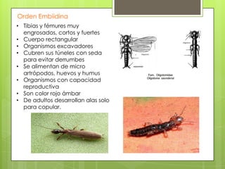 Orden Embiidina
• Tibias y fémures muy
engrosados, cortos y fuertes
• Cuerpo rectangular
• Organismos excavadores
• Cubren sus túneles con seda
para evitar derrumbes
• Se alimentan de micro
artrópodos, huevos y humus
• Organismos con capacidad
reproductiva
• Son color rojo ámbar
• De adultos desarrollan alas solo
para copular.

 